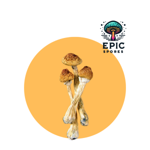 Gandalf Mushroom Spores