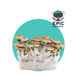 Golden Teacher Spore Syringe