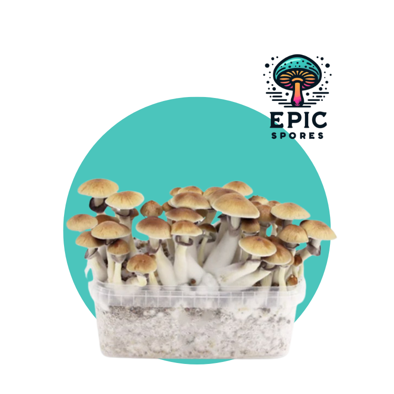 Golden Teacher Spore Syringe