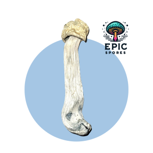 Yeti Spore Syringe