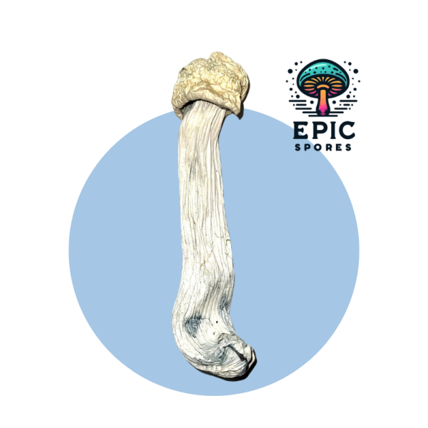 Yeti Spore Syringe