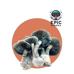 Jack Frost Mushroom Spore