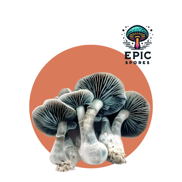 Jack Frost Mushroom Spore