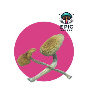 Mazatapec Mushroom Spores