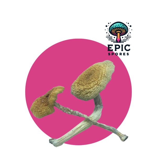 Mazatapec Mushroom Spores