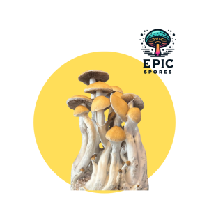 Starry Night (SNAPE) Mushroom Spores