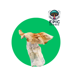 Hillbilly Mushroom Spore
