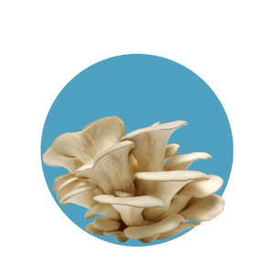Oyster