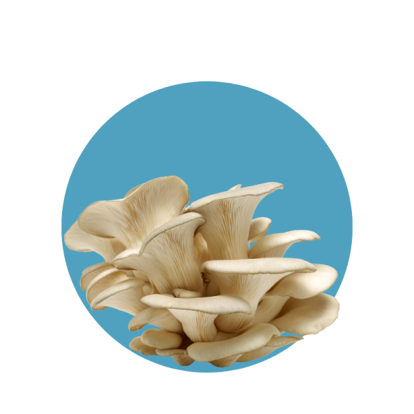 Oyster